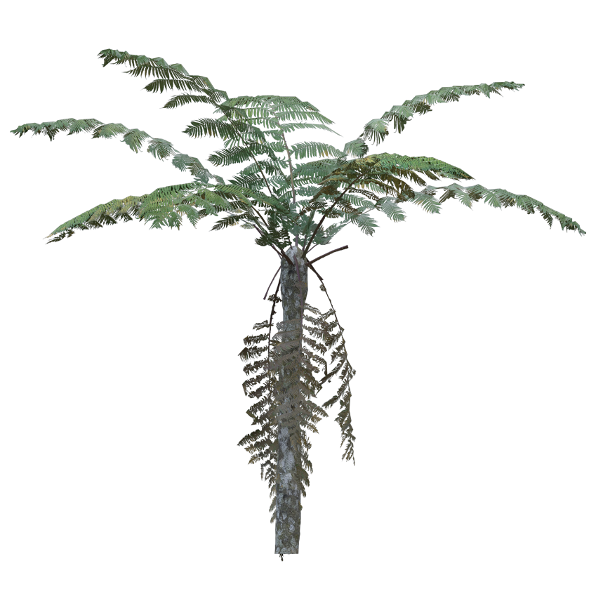 Pteridophyta - Fern
